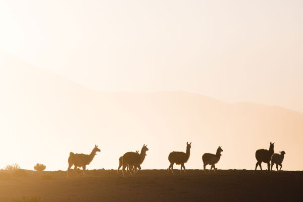 salar andino-travel agency-san pedro de atacama-salar de uyuni-tours-expediciones-agencia de viajes-salar de uyuni-2 dias-02