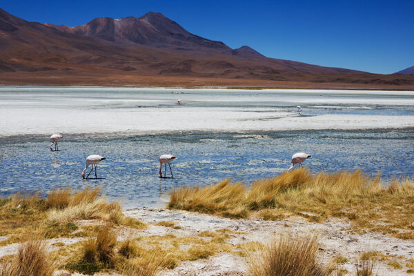 salar andino-travel agency-san pedro de atacama-salar de uyuni-tours-expediciones-agencia de viajes-salar de uyuni-3 dias-08