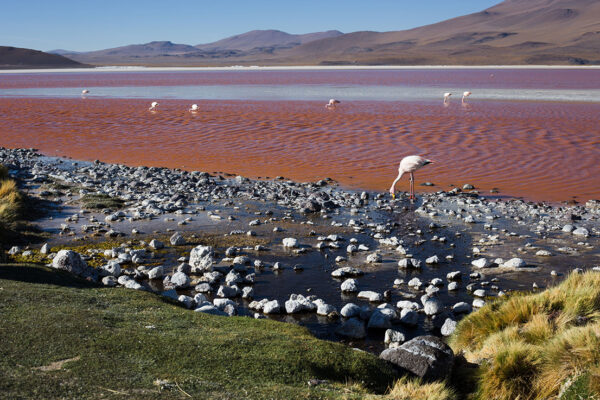 salar andino-travel agency-san pedro de atacama-salar de uyuni-tours-expediciones-agencia de viajes-salar de uyuni-ruta de villa mar-desde san pedro-03